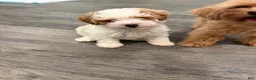Maltipoo dogs for sale: Maltipoo 1 - Ad 2