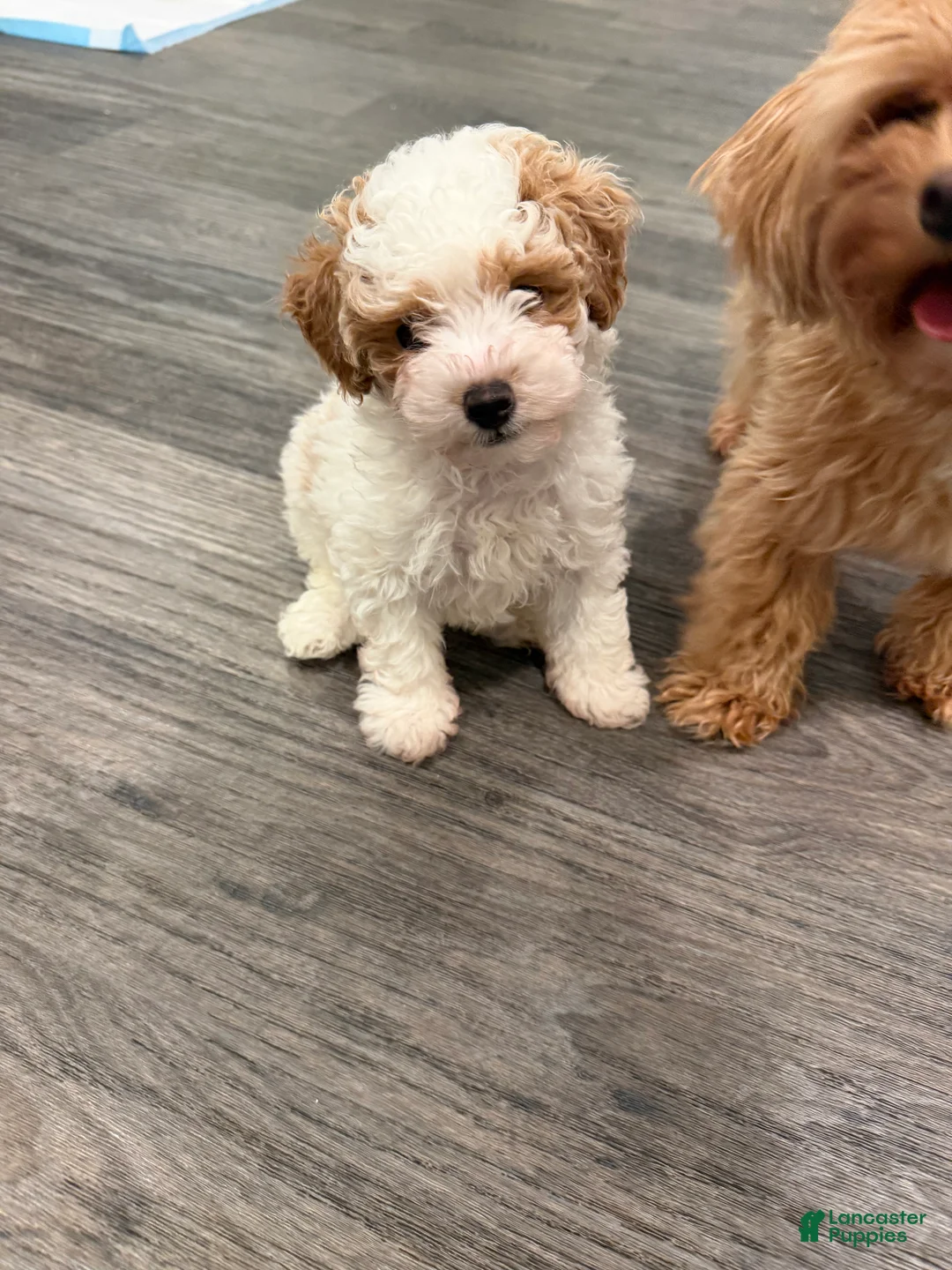 Maltipoo dogs for sale: Maltipoo 1 - Ad 2