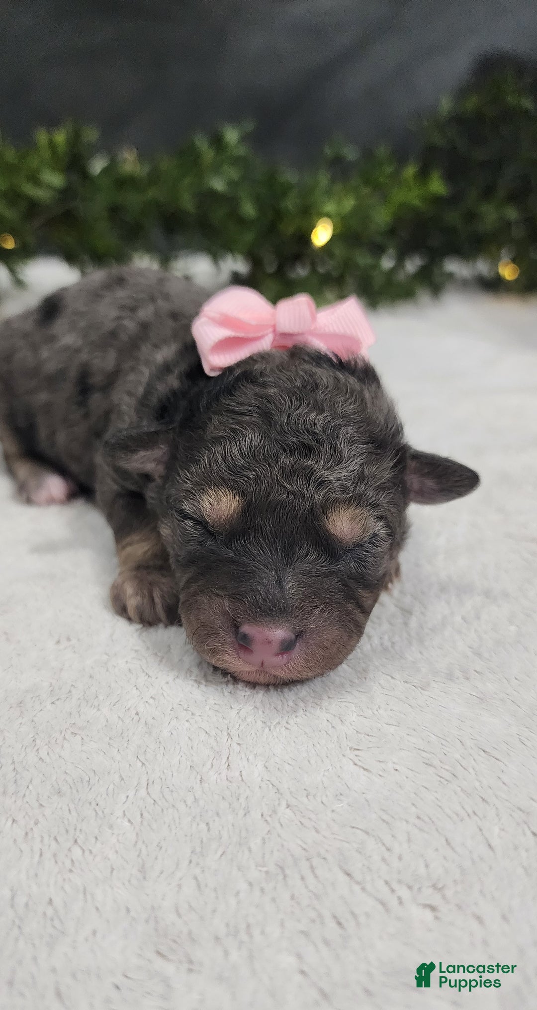 Miniature Poodle dogs for sale: Grace - Ad 4