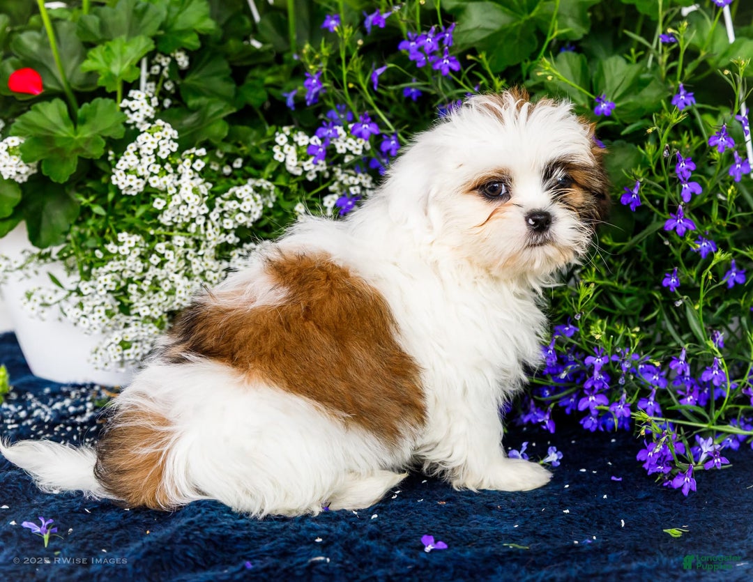 Shih Tzu dogs for sale: Jude - Ad 32