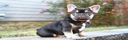 French Bulldog dogs for sale: Aladdin - Ad 1