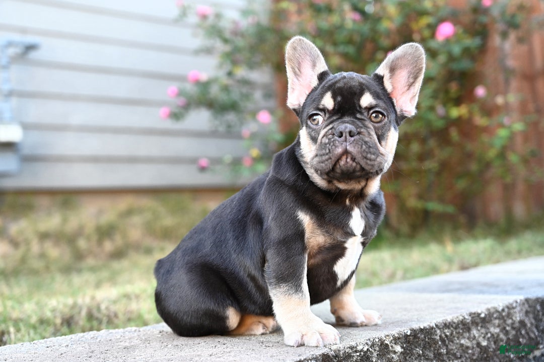French Bulldog dogs for sale: Aladdin - Ad 1