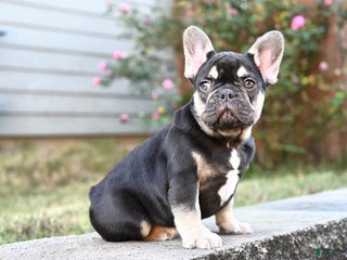 French Bulldog dogs Aladdin - Ad 5