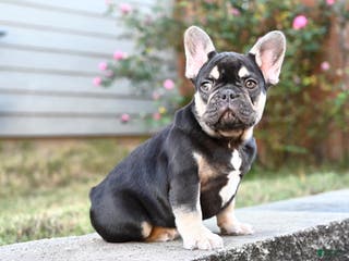 French Bulldog dogs Aladdin - Ad 6