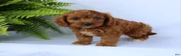 Cavapoo dogs for sale: Marcy - Ad 2