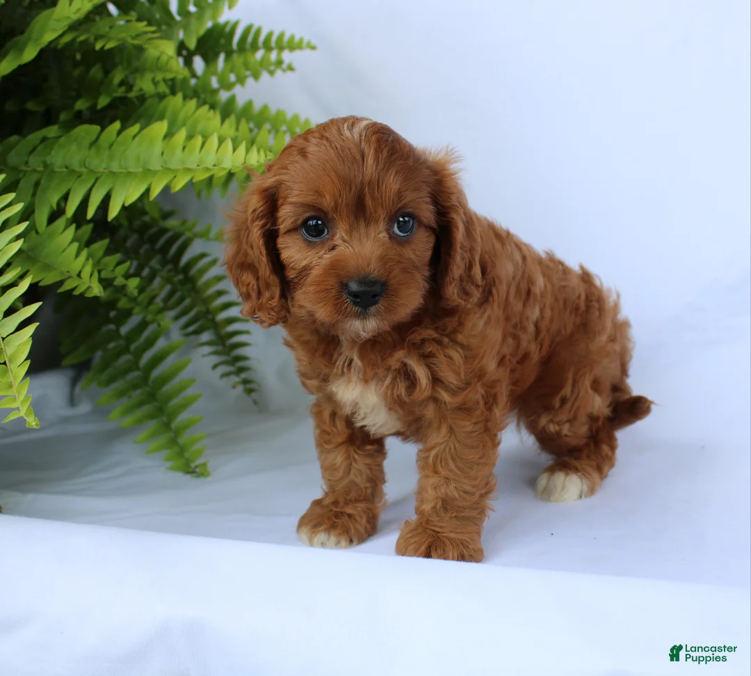 Cavapoo dogs for sale: Marcy - Ad 2