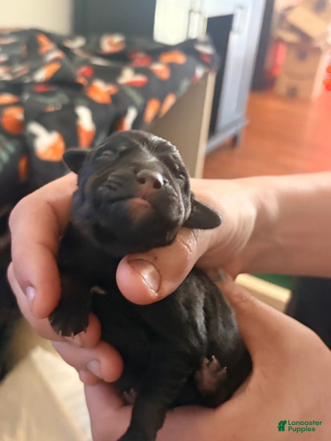 Mixed Breed dogs for sale: Puppy 1-male - Ad 1