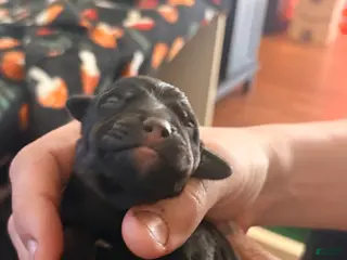 Mixed Breed dogs Puppy 1-male - Ad 1