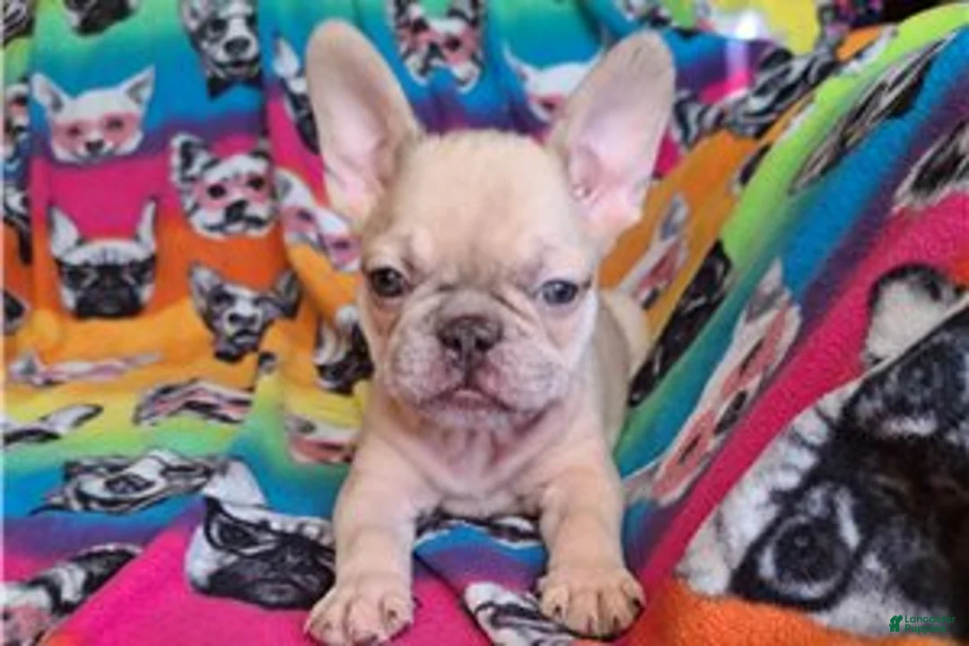 French Bulldog dogs for sale: French Bulldog Puppy 3 - Ad 1