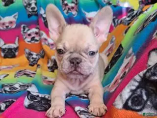 French Bulldog dogs French Bulldog Puppy 3 - Ad 32