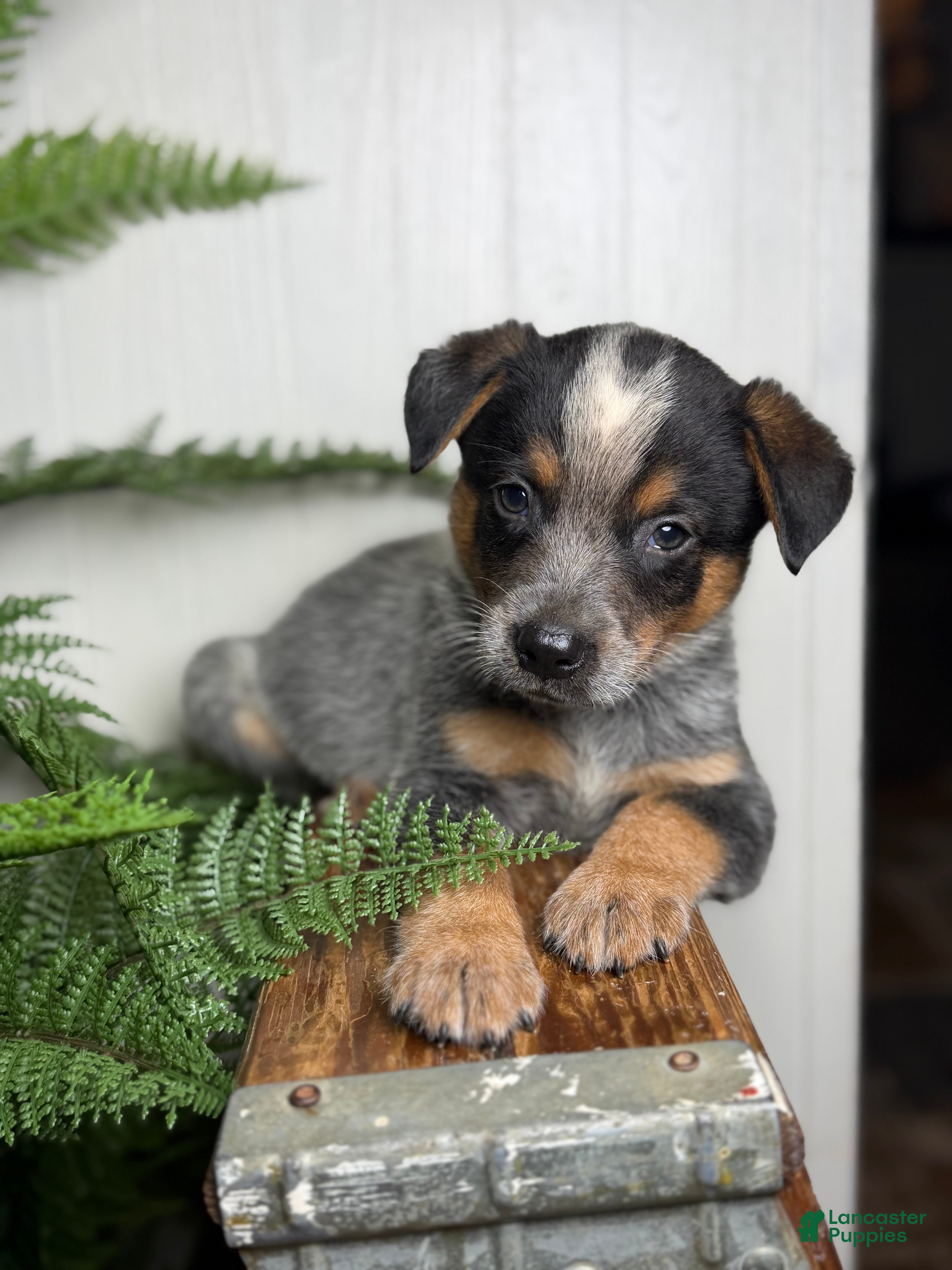 Australian Cattle Dog dogs Sage - Ad 1