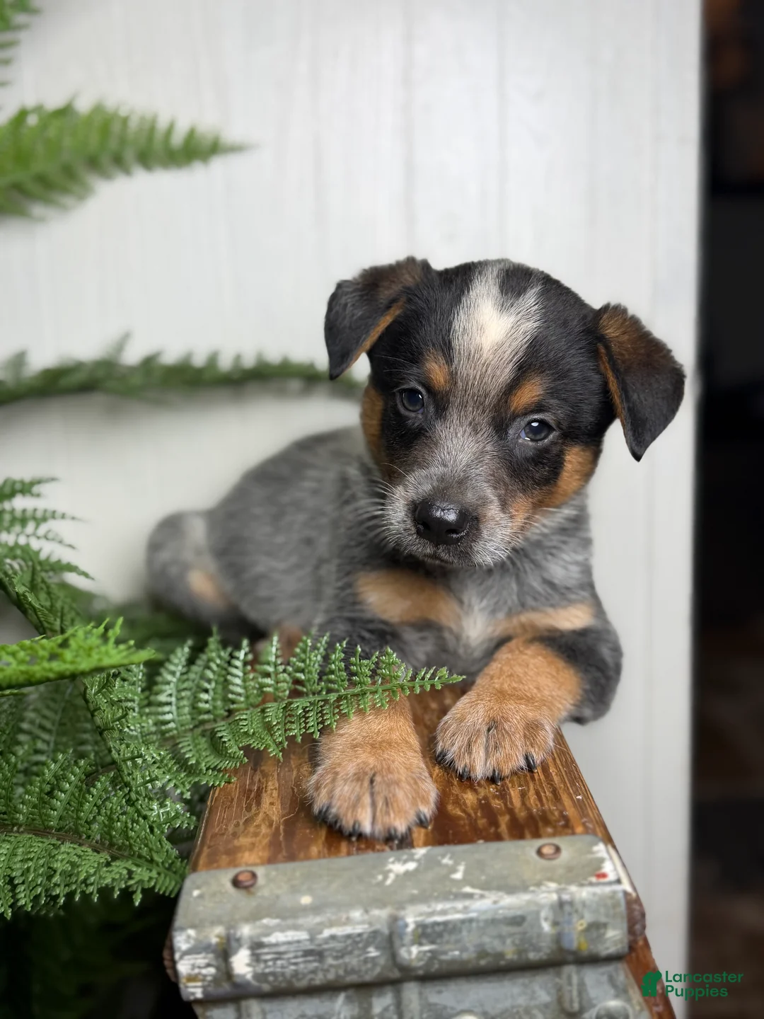 Australian Cattle Dog dogs for sale: Sage - Ad 1