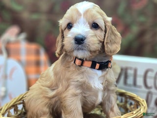 Cavapoo dogs - Ad 2