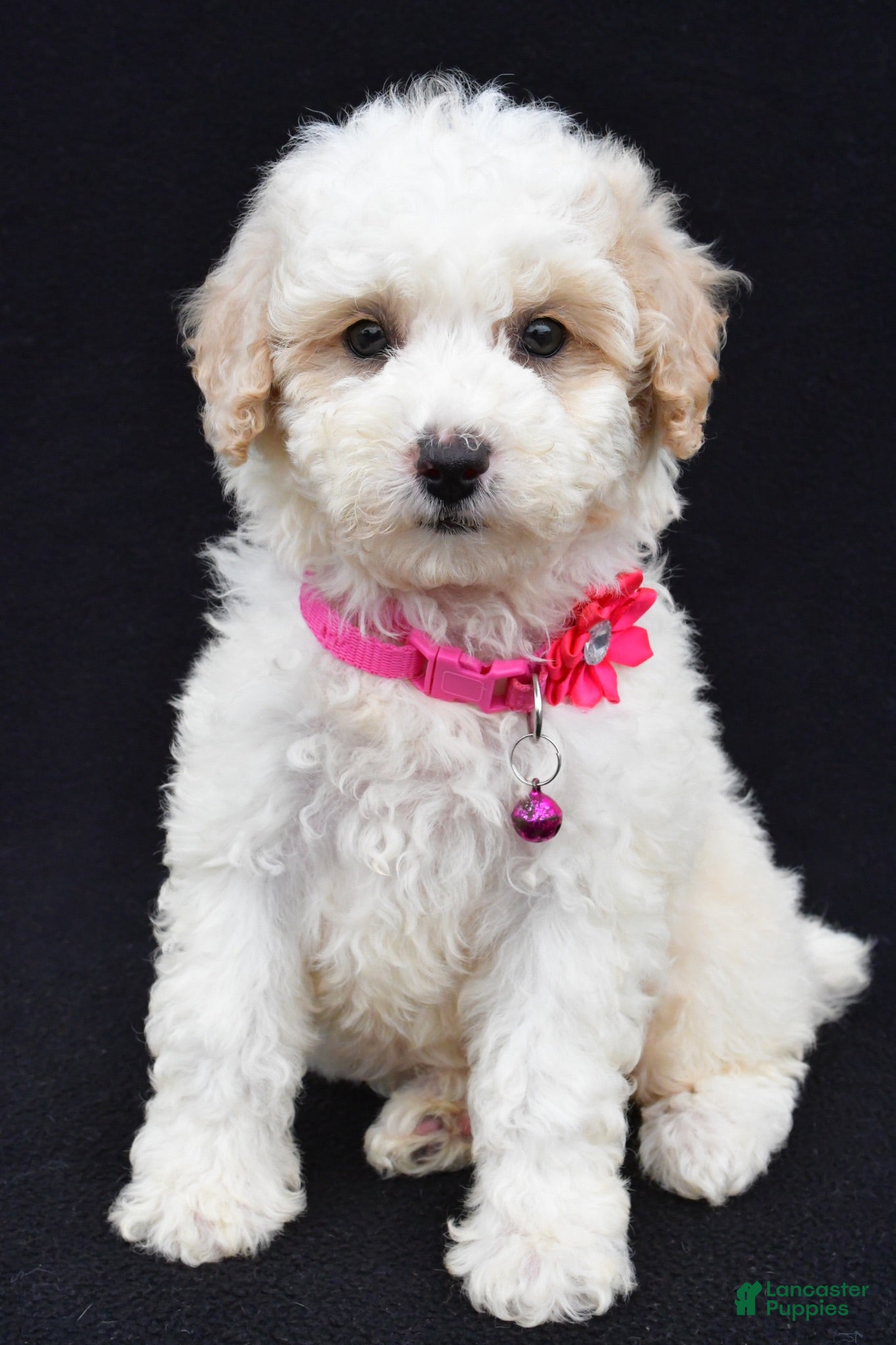 Miniature Poodle dogs Alice  - Ad 1
