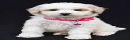Miniature Poodle dogs for sale: Alice  - Ad 1