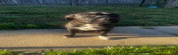 American Pit Bull Terrier dogs for sale: Sanji  - Ad 9