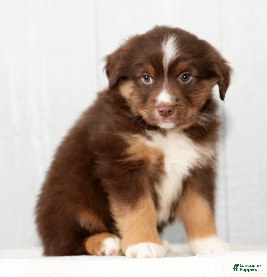 Miniature Australian Shepherd dogs for sale: Domino - Ad 3