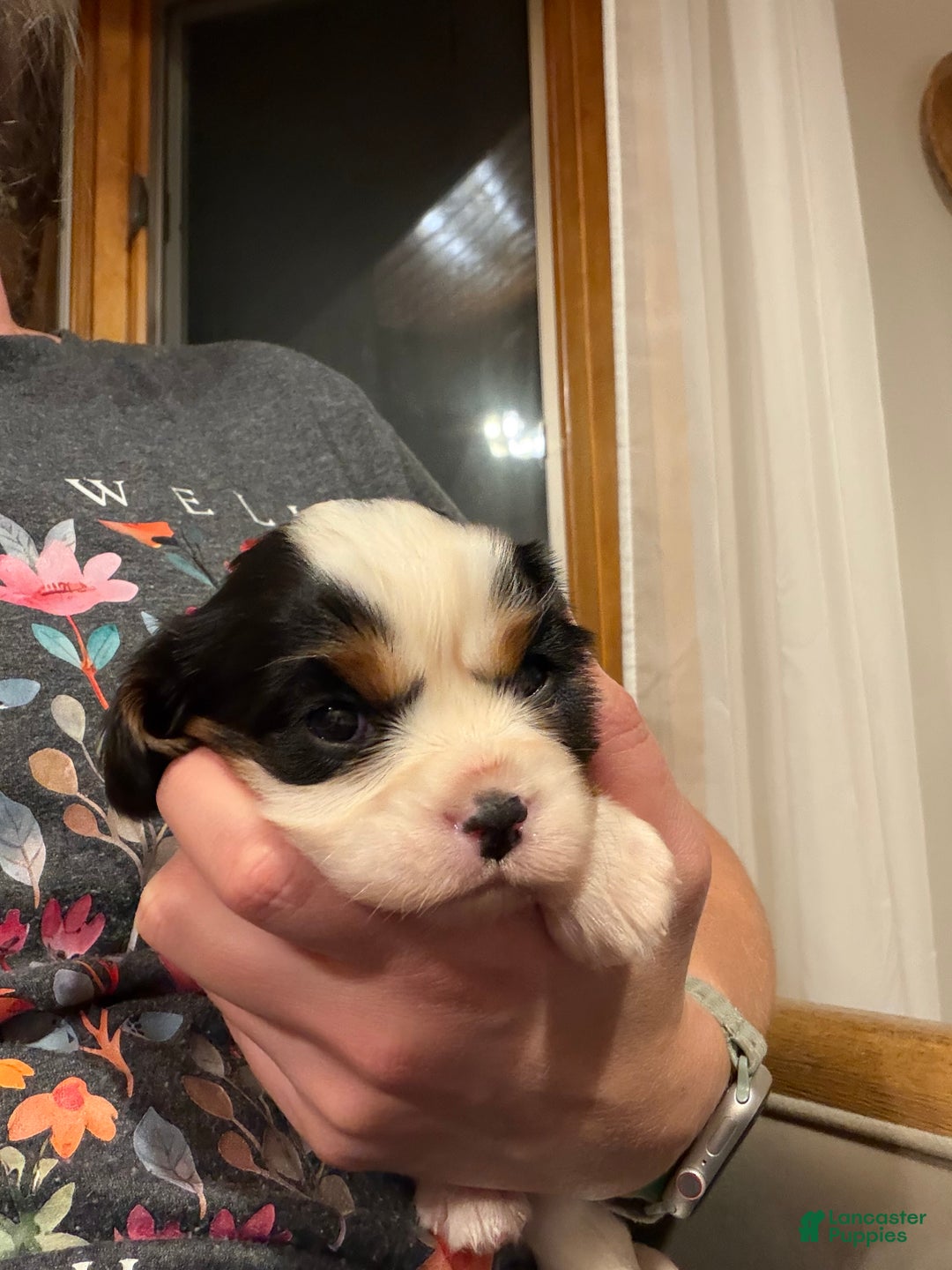 Cavalier King Charles Spaniel dogs for sale: Holly - Ad 5