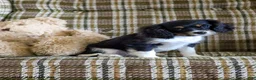 Cavalier King Charles Spaniel dogs for sale: Liam - Ad 3