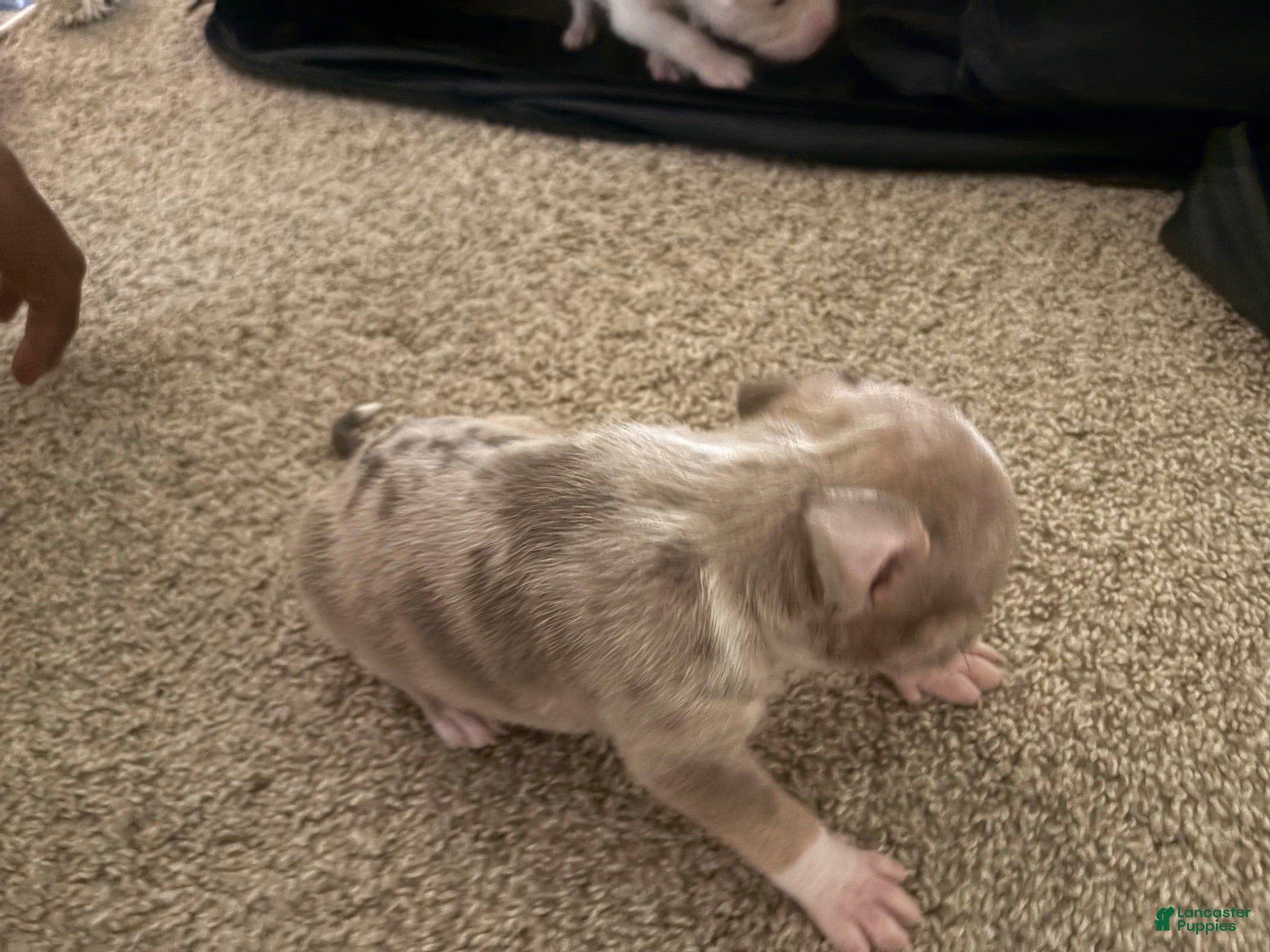 American Bully dogs American Bully 4 - Ad 36
