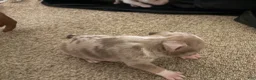 American Bully dogs for sale: American Bully 4 - Ad 1