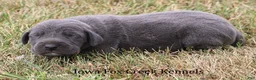 Great Dane dogs for sale: Sapphire - Ad 5