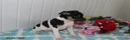 Jack Russell Terrier dogs for sale: Fancy - Ad 5
