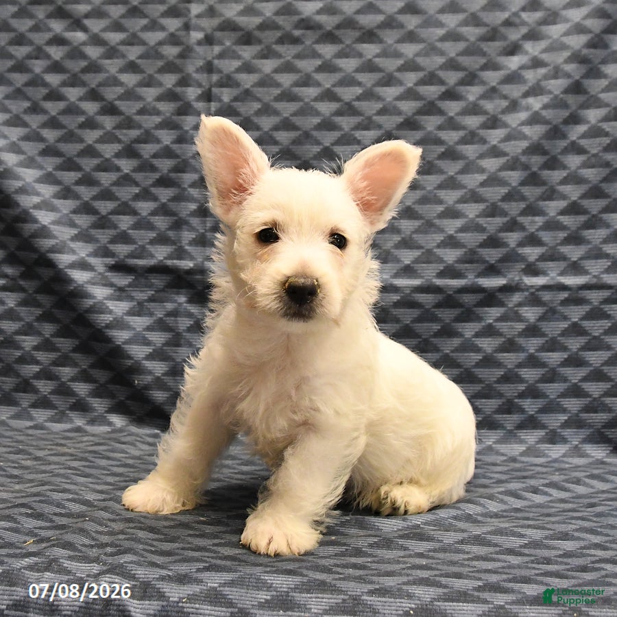 West Highland Terrier dogs Kent  - Ad 1