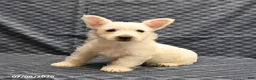 West Highland Terrier dogs for sale: Kent  - Ad 1