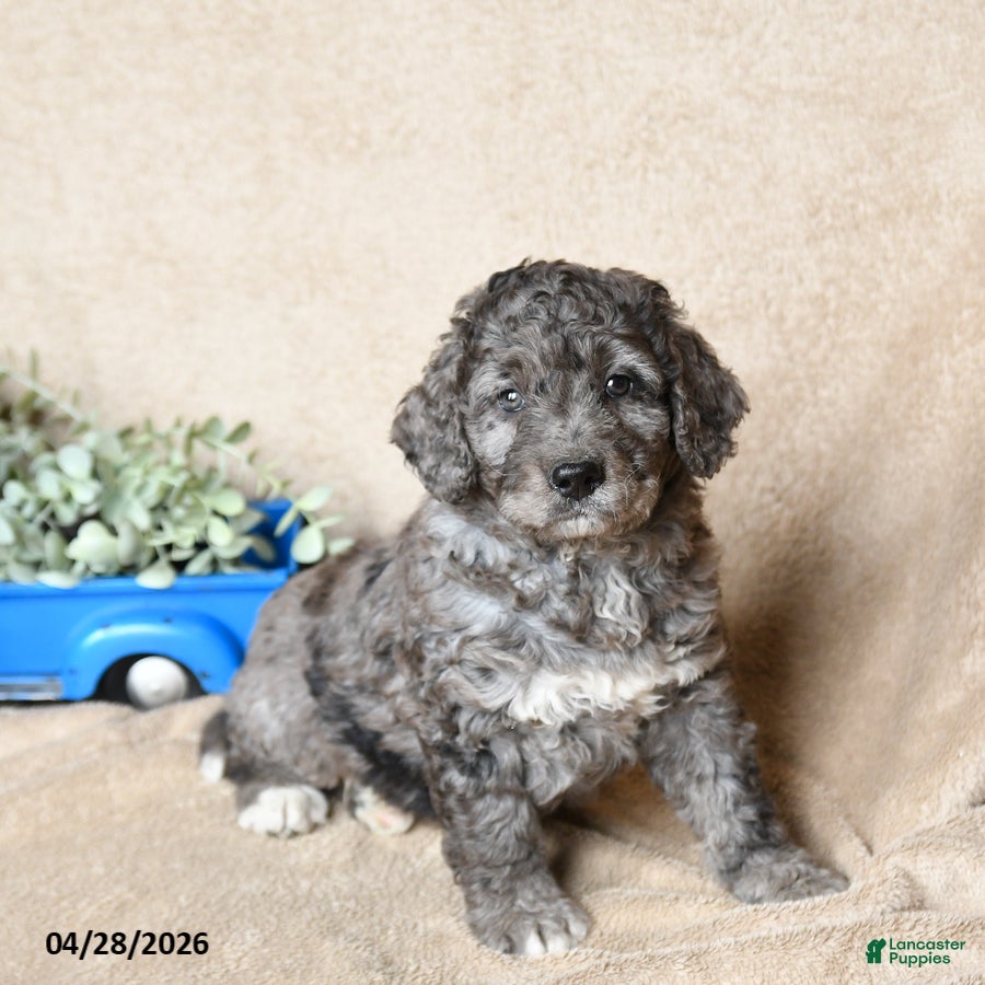 Goldendoodle dogs Cookie - Ad 2
