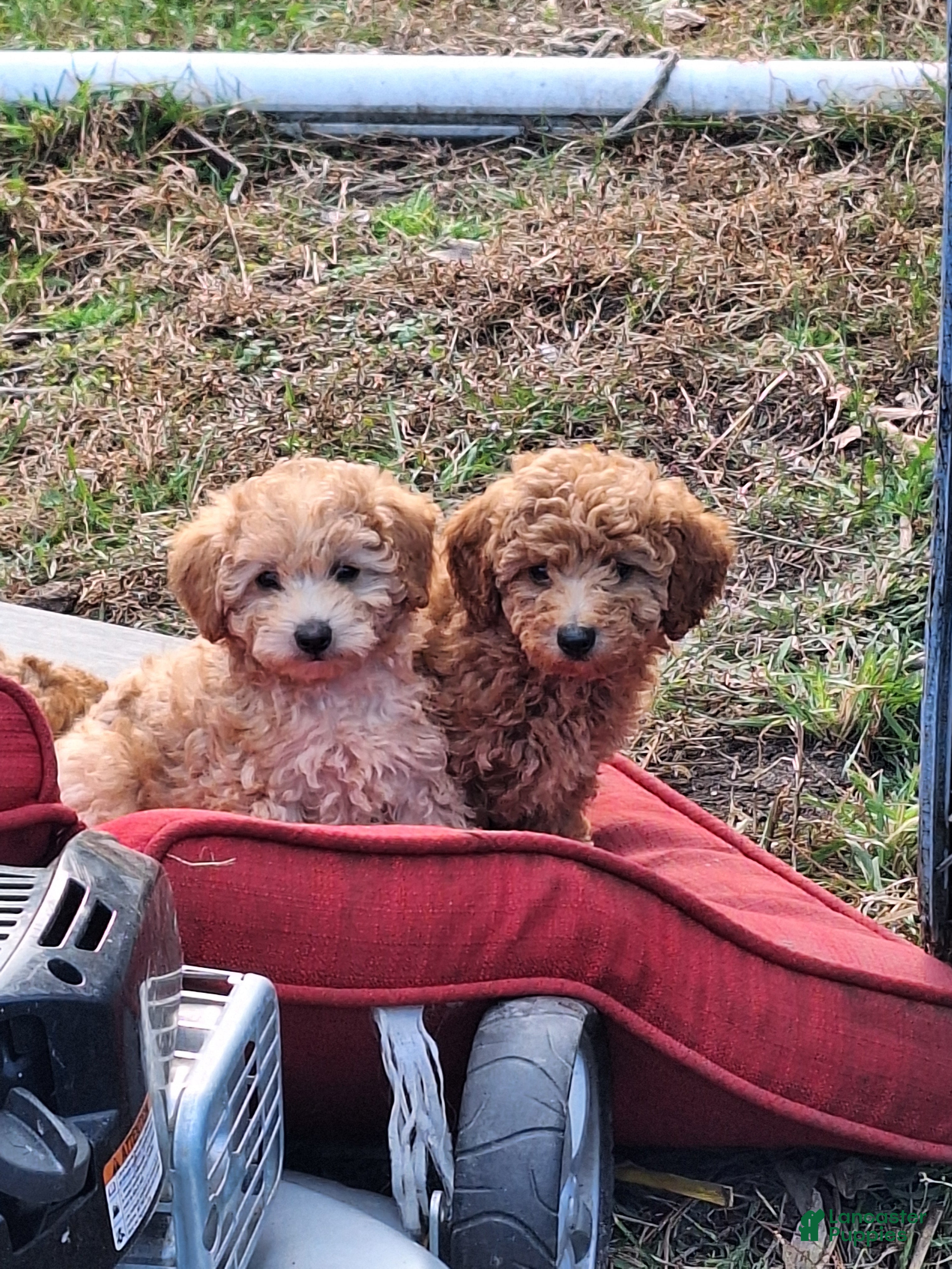 Maltipoo dogs Maltipoo Puppy 2 - Ad 11