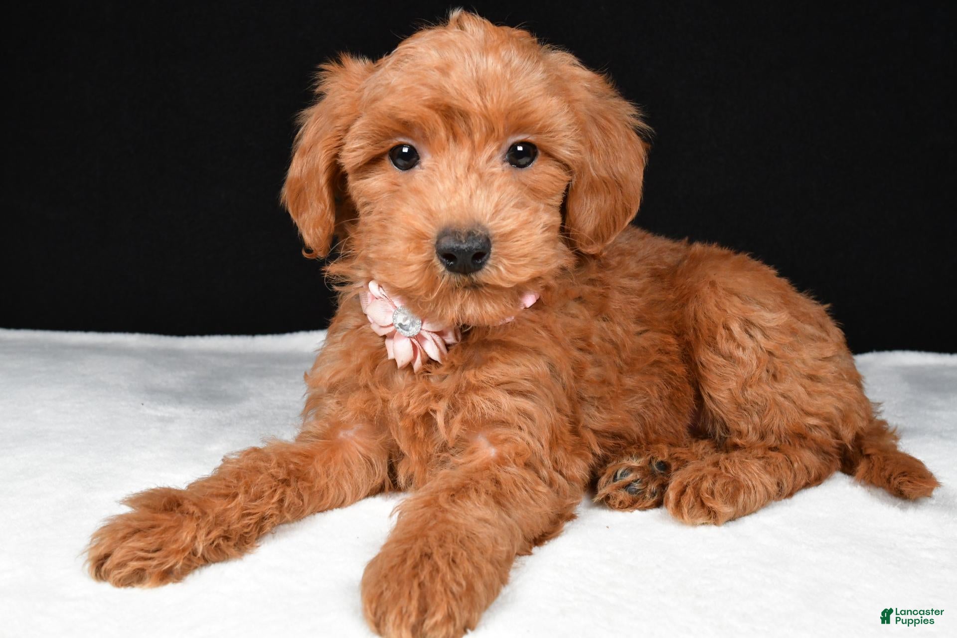 Doodle / designer cross (Doodle / designer cross, Female) in Millersburg, OH