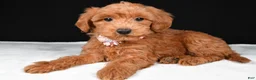 Mini Goldendoodle dogs for sale: Sheila F1B - Ad 1