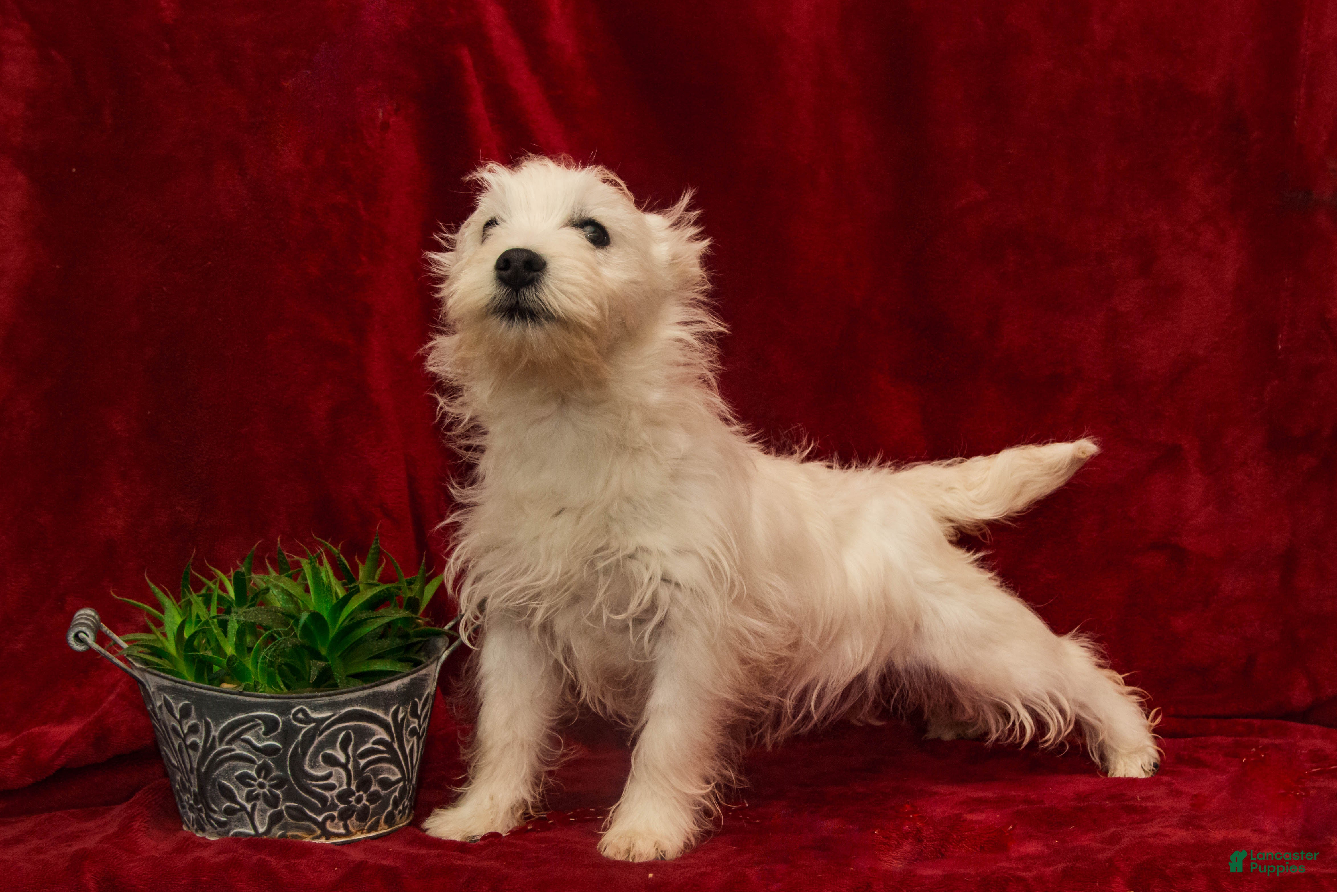 West Highland Terrier dogs West Highland Terrier Puppy 1 - Ad 6