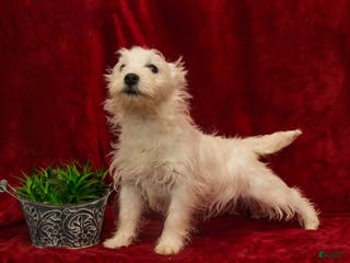 West Highland Terrier dogs West Highland Terrier Puppy 1 - Ad 6