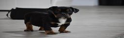 Mixed Breed dogs for sale: Buddy - Ad 12