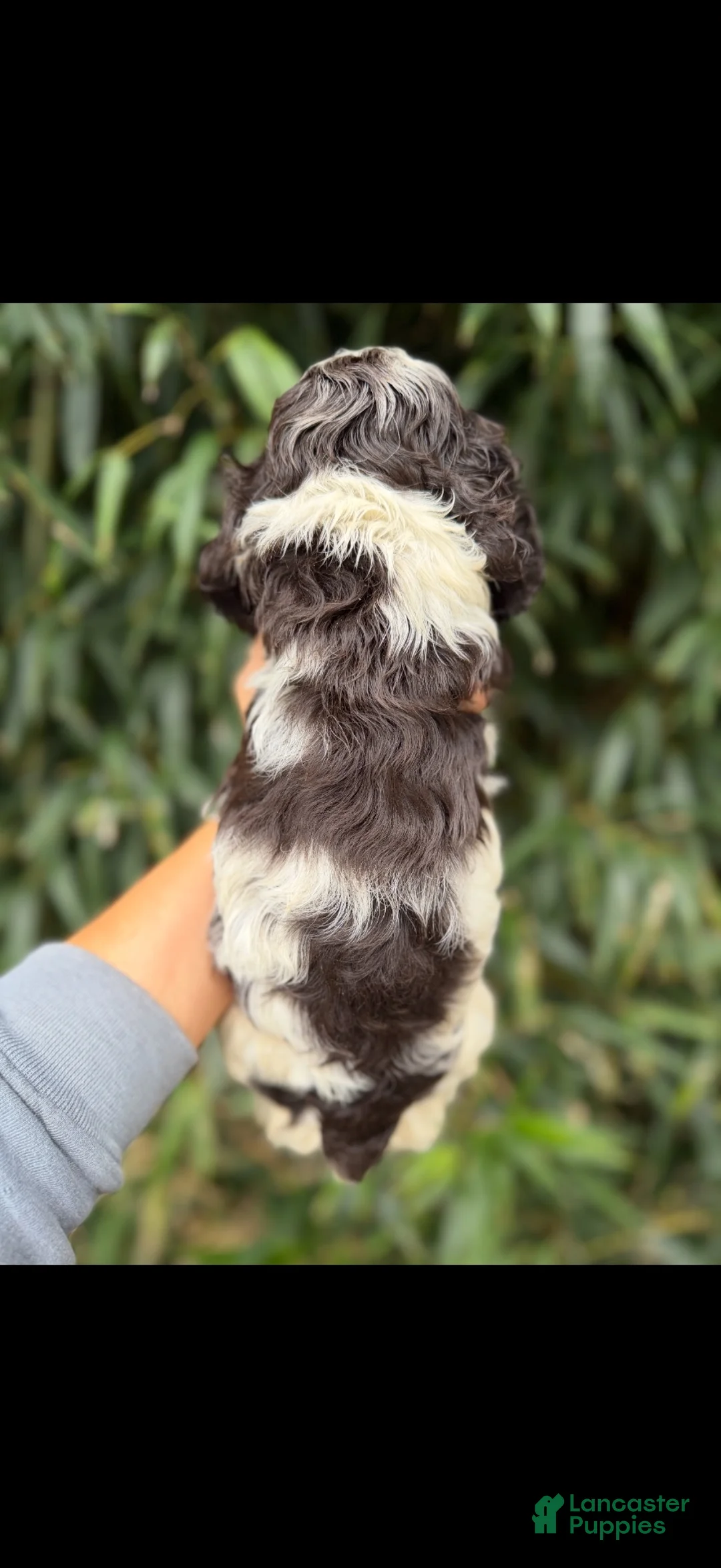Cocker Spaniel dogs for sale: Cocker Spaniel 1 - Ad 2