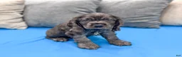 Cocker Spaniel dogs for sale: Riley - Ad 4
