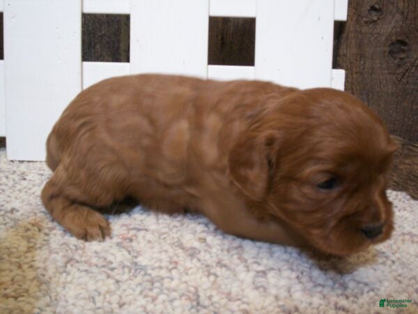 Cavapoo dogs Penny - Ad 2