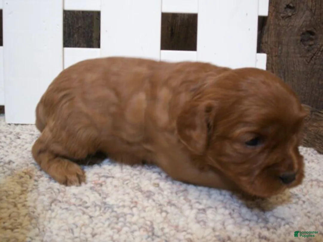 Cavapoo dogs for sale: Penny - Ad 2
