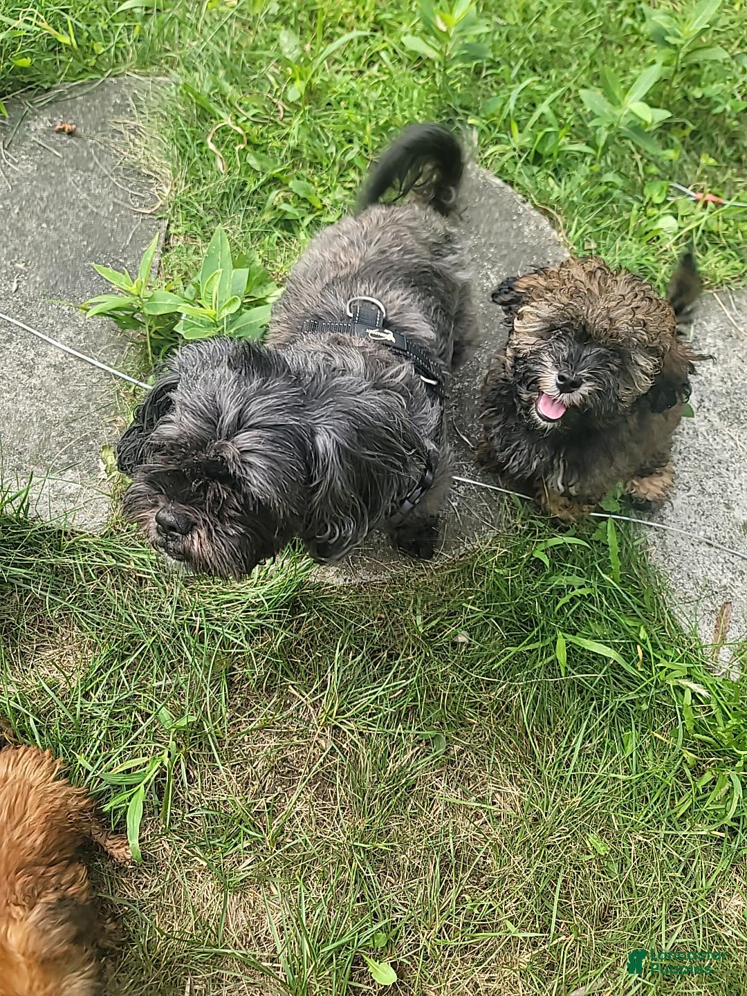 Shihpoo dogs Marbles - Ad 1