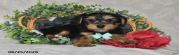 Yorkshire Terrier dogs for sale: Drew - Ad 3