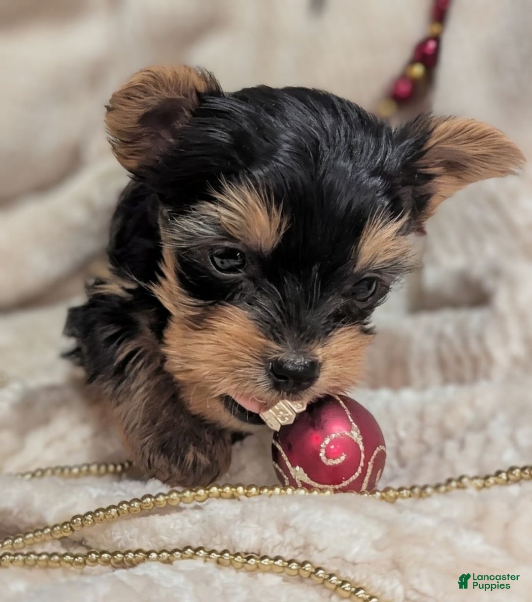 Yorkshire Terrier dogs for sale: Jingle bells - Ad 2