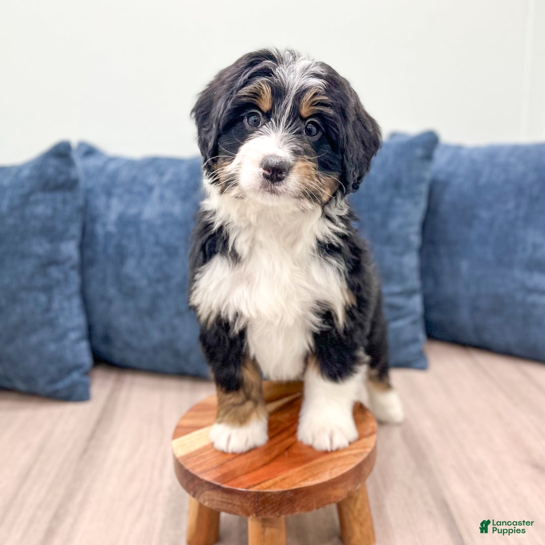 Mini Bernedoodle dogs for sale: Isabella - Ad 8