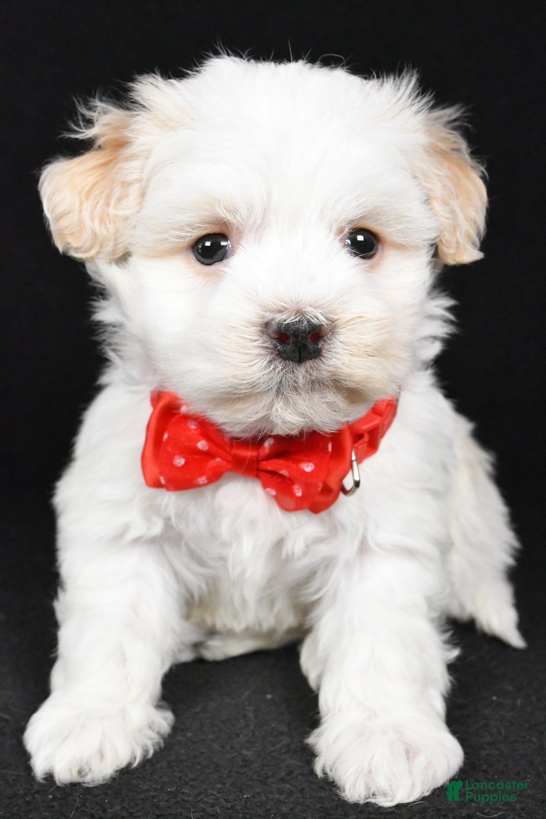 Havanese dogs for sale: Dell - Ad 6