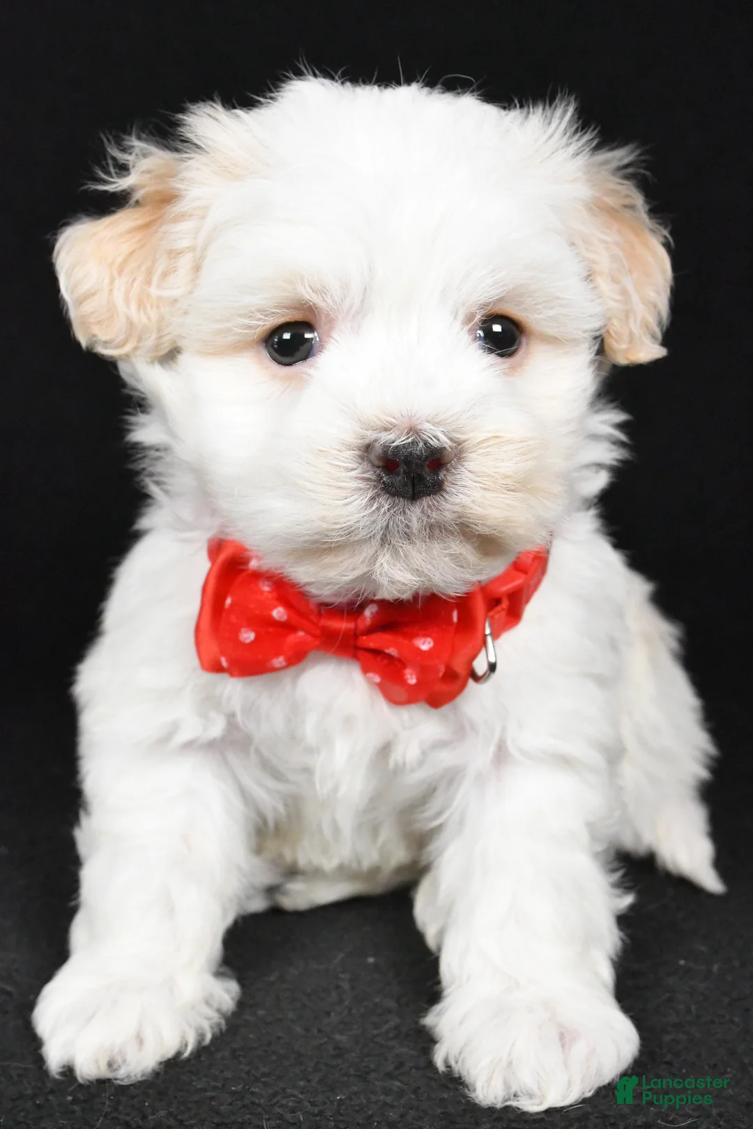 Havanese dogs for sale: Dell - Ad 6