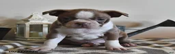 Boston Terrier dogs for sale: Cody  - Ad 2