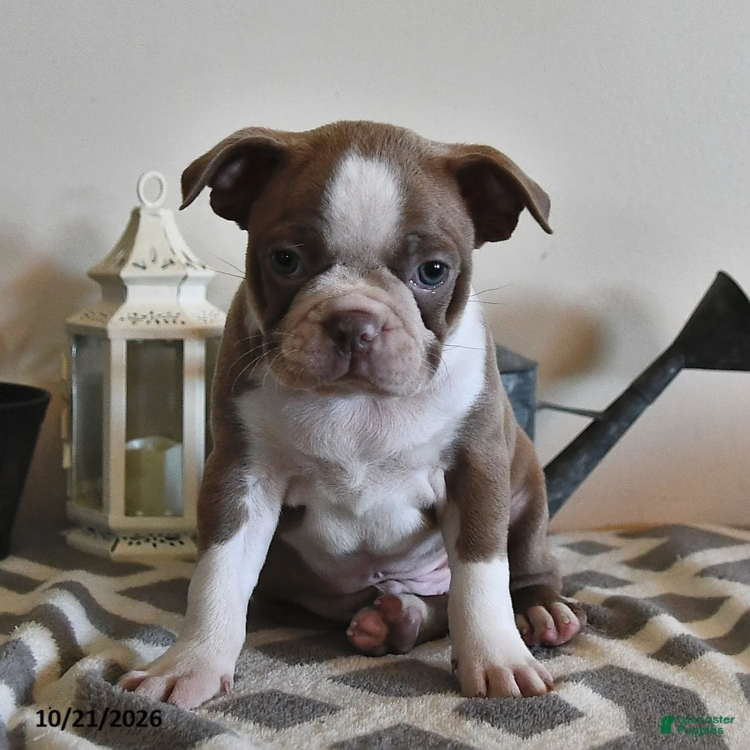 Boston Terrier dogs for sale: Cody  - Ad 2