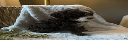 Mini Bernedoodle dogs for sale: Willow - Ad 8