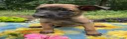 Belgian Malinois dogs for sale: Lottie - Ad 3